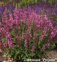 Шалфей дубравный "New Dimension Rose"
