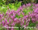 Шалфей дубравный "Rose Queen" (Salvia nemorosa)