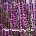 Шалфей дубравный "Amethyst" (Salvia nemorosa)