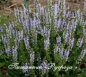 Шалфей луговой "Sky Dance" (Salvia pratensis)