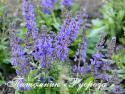 Шалфей дубравный "A Little Bit" (Salvia nemorosa)