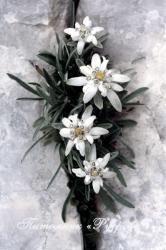 Эдельвейс "Alpine White" (Leontopodium alpinum)