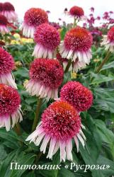 Эхинацея "Strawberry and Cream" (Echinacea purpurea)