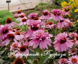 Эхинацея "Double-Decker" (Echinacea purpurea)