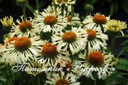 Эхинацея "Ferris Wheel" (Echinacea purpurea)