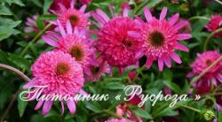 Эхинацея "Mini Belle" (Echinacea purpurea)