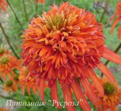 Эхинацея пурпурная "Summer Salsa" (Echinacea purpurea)