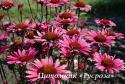 Эхинацея пурпурная "Fatal Attraction" (Echinacea purpurea)