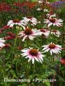 Эхинацея пурпурная "Funky White" (Echinacea purpurea)