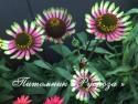 Эхинацея "Choco Green" (Echinacea purpurea)