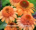 Эхинацея "Supreme Cantaloupe"(Echinacea purpurea)