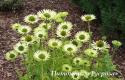 Эхинацея пурпурная "Green Jewel" (Echinacea purpurea)