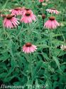 Эхинацея "Leuchtstern"