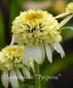 Эхинацея пурпурная "Coconut Lime" (Echinacea purpurea)