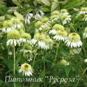 Эхинацея пурпурная "Coconut Lime" (Echinacea purpurea)