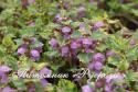 Яснотка крапчатая "Anne Greenaway" (Lamium maculatum)