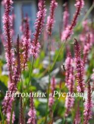 Горец свечевидный "Jo and Guido's" (Persicaria amplexicaulis)