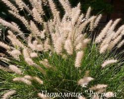 Пеннисетум восточный (Pennisetum villosum)