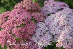 Тысячелистник обыкновенный "Rainbow Eding Blue" (Achillea millefolium)