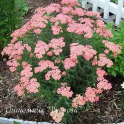 Тысячелистник обыкновенный "Apricot Delight" (Achillea millefolium)