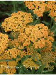 Тысячелистник обыкновенный "Inca Gold" (Achillea millefolium)