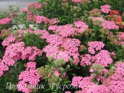 Тысячелистник обыкновенный "Little Susie" (Achillea millefolium)