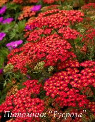 Тысячелистник обыкновенный "Paprika" (Achillea millefolium)