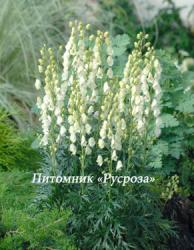 Аконит клобучковый "Album" (Борец) (Aconitum napellus)