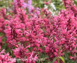 Лофант мексиканский ''Red Fortune" (Agastache mexicana)