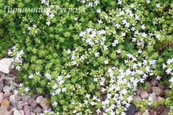 Тимьян ранний "Albiflorus" (Thymus praecox)