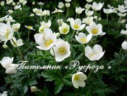 Анемона лесная (Anemone sylvestris)