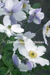 Анемона японская "Wild Swan" (Anemone japonica)