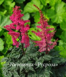 Астильба гибридная "Moulin Rouge" (Astilbe crispa × Astilbe japonica)