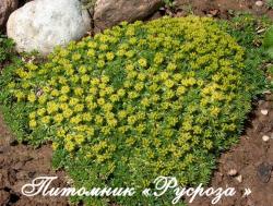 Азорелла трехвильчатая "Nana" (Azorella trifurcata)