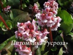 Бадан "Baby Doll" (Bergenia hybrida)