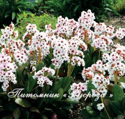 Бадан "Angel Kiss" (Bergenia hybrida)