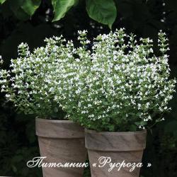 Душевик котовниковый "Marvelette White" (Calamintha nepeta)