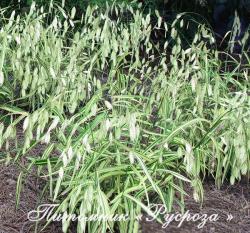 Хасмантиум широколистный "River Mist" (Chasmanthium latifolium)