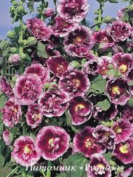 Шток-роза "Creme de Cassis" (Alcea rosea)