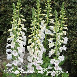 Наперстянка "Dalmation White" (Digitalis)