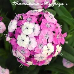 Гвоздика турецкая "Dash Magician" (Dianthus barbatus)