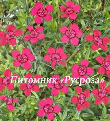 Гвоздика травянка "Brilliant" (Dianthus deltoides)