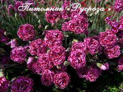 Гвоздика перистая "James Portman" (Dianthus plumarius)