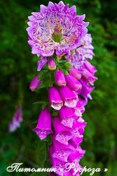 Наперстянка "Monstrosa" (Digitalis)