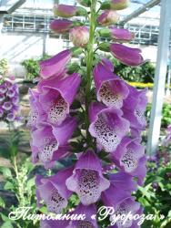 Наперстянка "Dalmation Purple" (Digitalis)