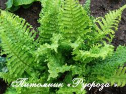 Щитовник мужской "Crispa Cristata" (Dryopteris filix-mas)