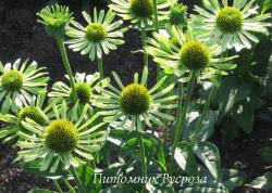 Эхинацея пурпурная "Green Jewel" (Echinacea purpurea)