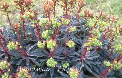 Молочай миндалевидный "Purpurea" (Euphorbia amygdaloides)