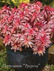 Молочай миндалевидный "Frosted Flame" (Euphorbia amygdaloides)