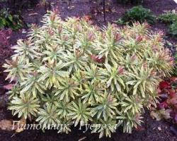 Молочай Мартина "Ascot Rainbow" (Euphorbia martinii)